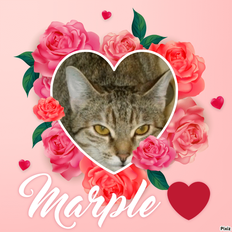 Condolence image of Tanja mit Timmy im Herzen 