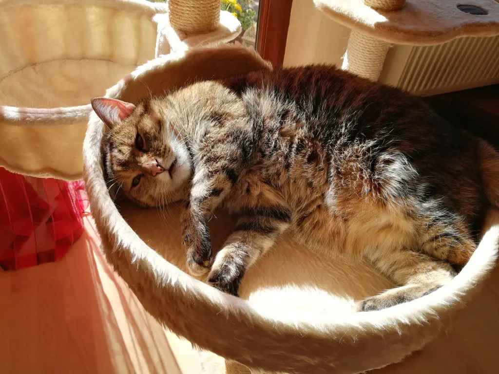 Condolence image of Pauline  an Mama Elisabeth ♥️