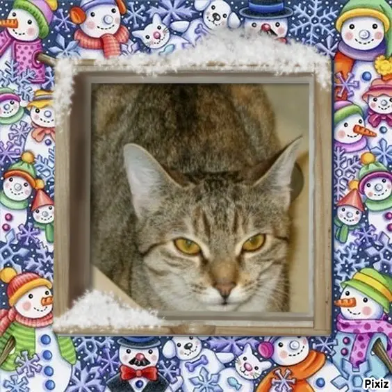 Condolence image of Tanja mit Timmy im Herzen 