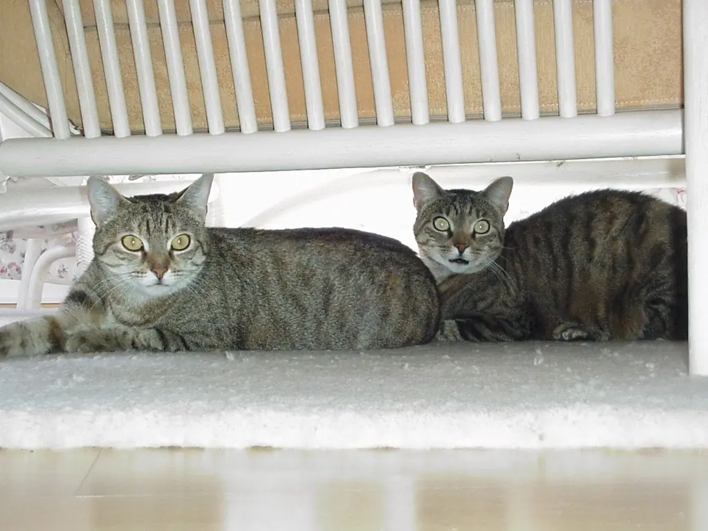 Condolence image of an meine Marple