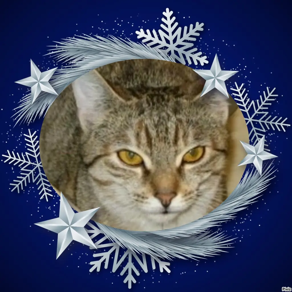 Condolence image of Tanja mit Timmy im Herzen 