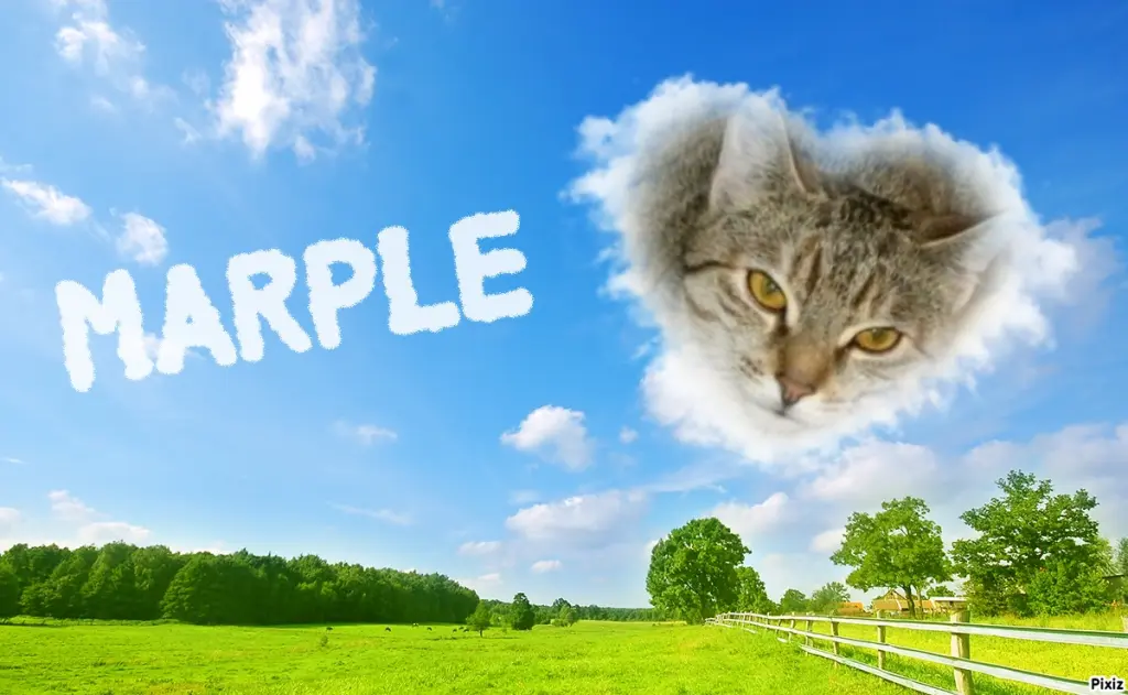 Condolence image of Tanja mit Timmy im Herzen 