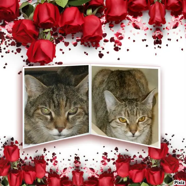 Condolence image of Timmys Mutti Tanja an Sternenprinzessin Marpeli ❤