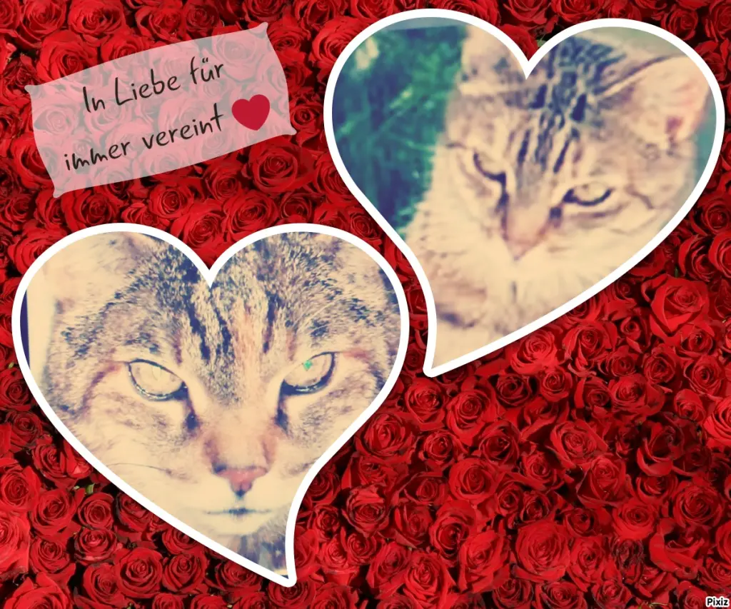 Condolence image of Für Dich kleines Marpelchen und dein Schwesterchen Christie ❤️