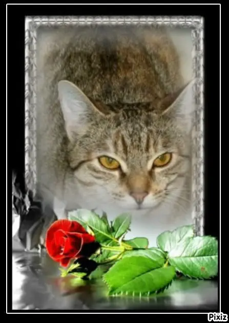 Condolence image of Tanja mit Timmy im Herzen 