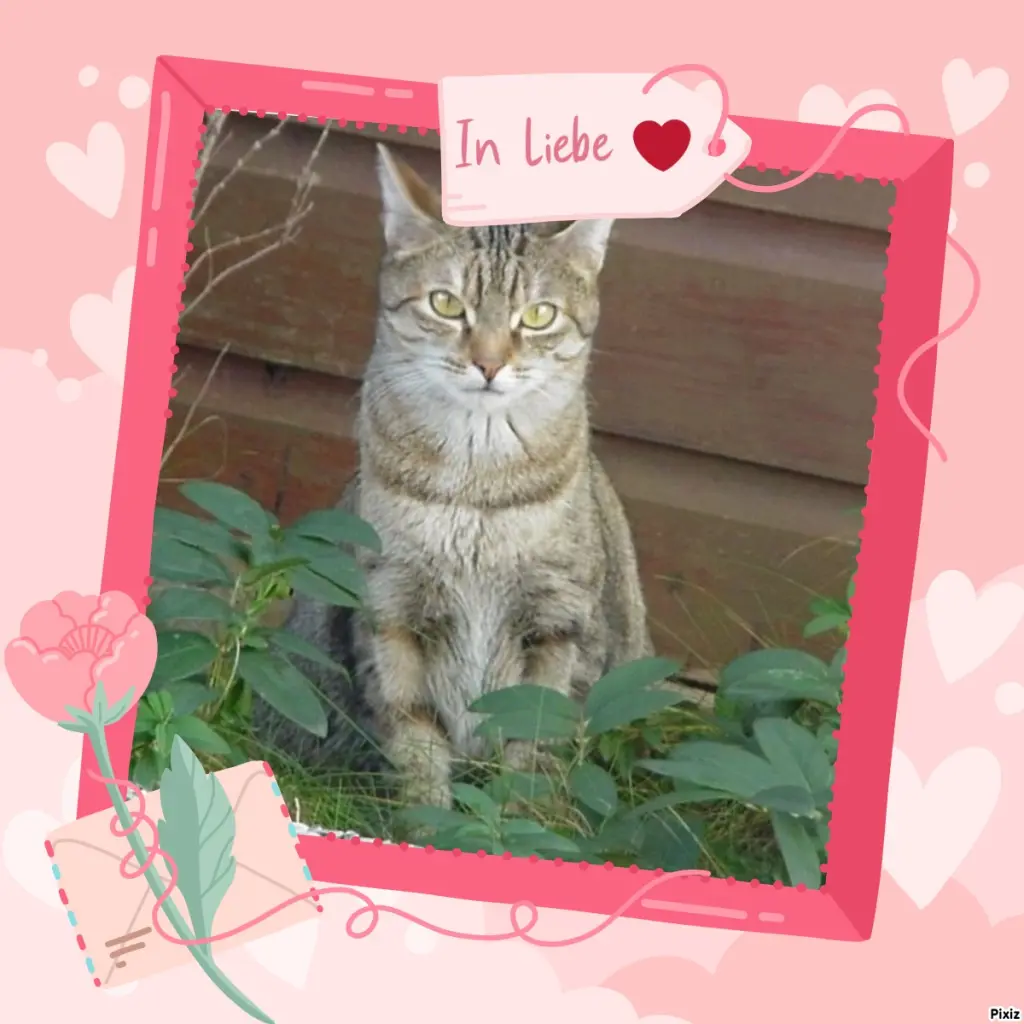 Condolence image of Sternchenpost ⭐