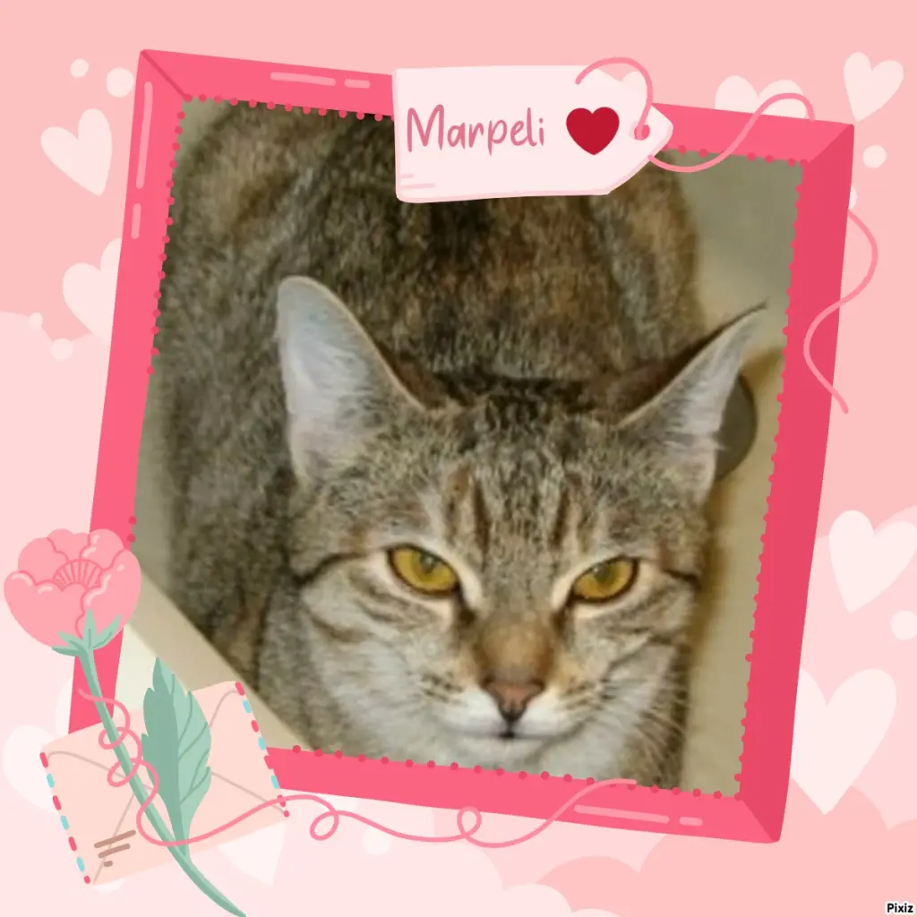 Condolence image of Tanja mit Timmy im Herzen