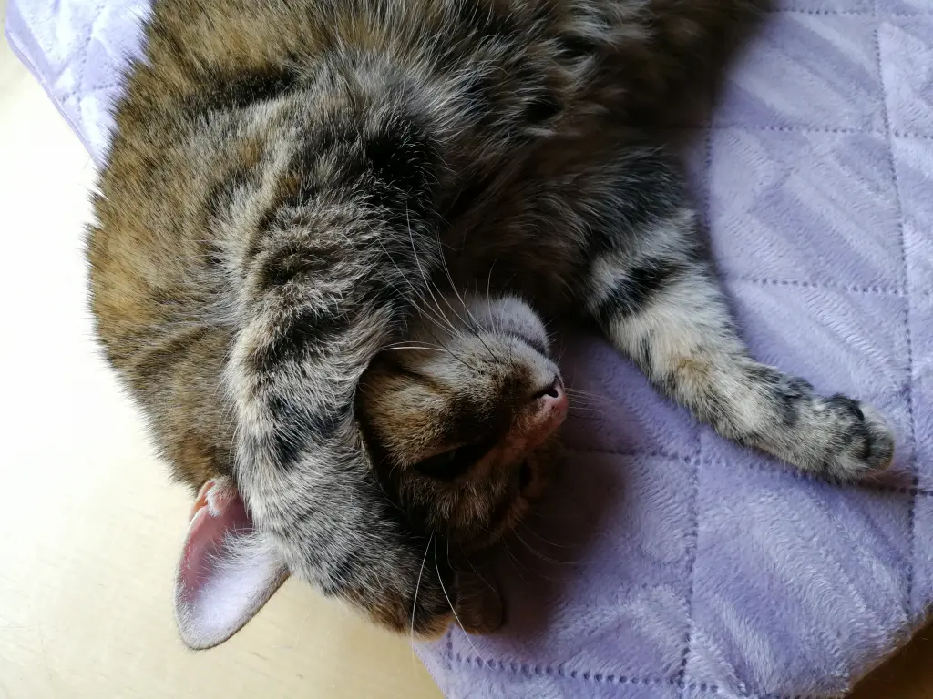 Condolence image of Pauline