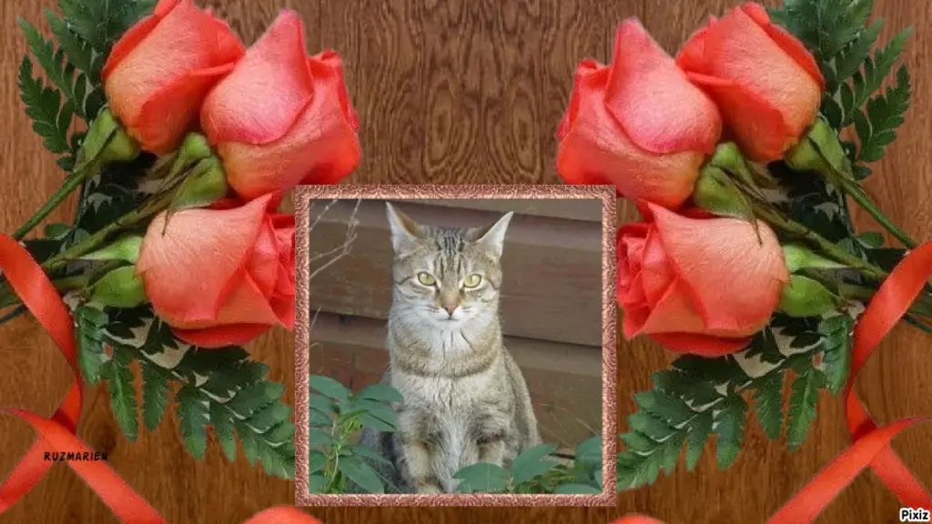 Condolence image of Patricia mit Bunny ❤️