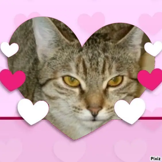 Condolence image of Tanja mit Timmy im Herzen 