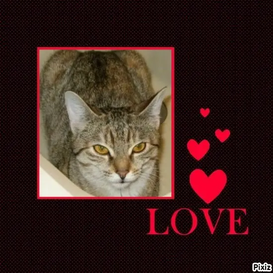 Condolence image of Tanja mit Timmy im Herzen 