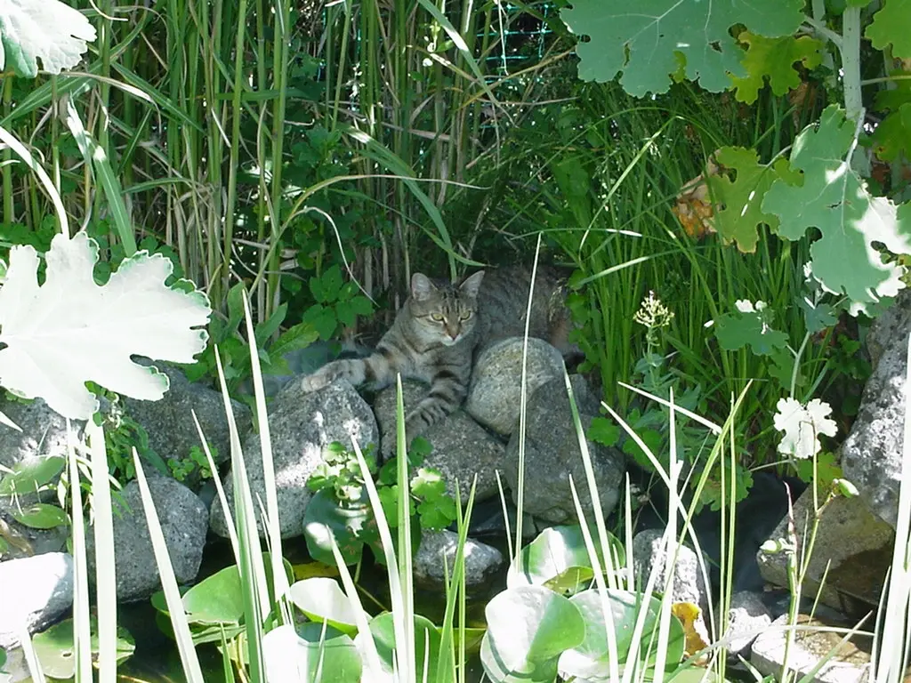 Condolence image of an mein Marpeli