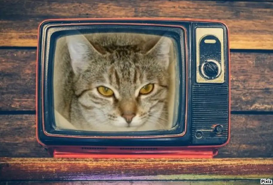 Condolence image of Tanja mit Timmy im Herzen