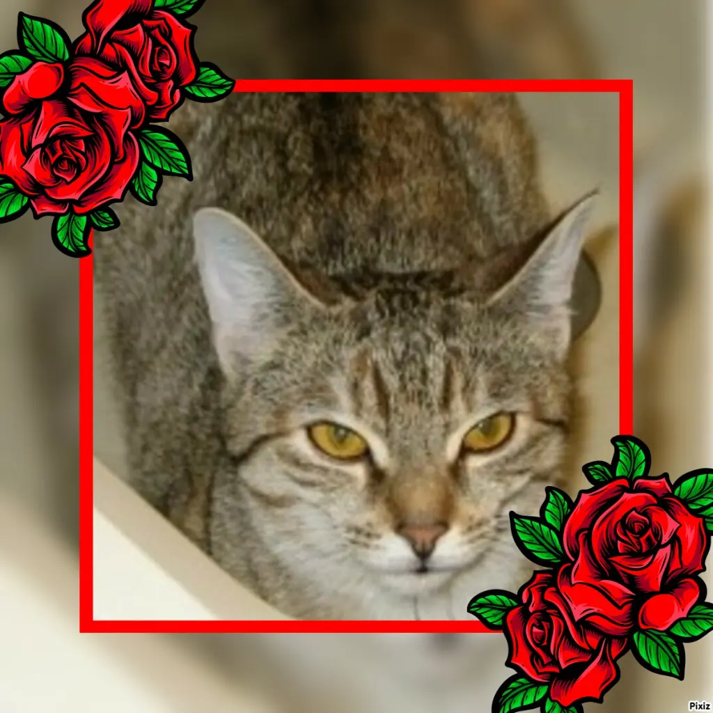 Condolence image of Tanja mit Timmy im Herzen