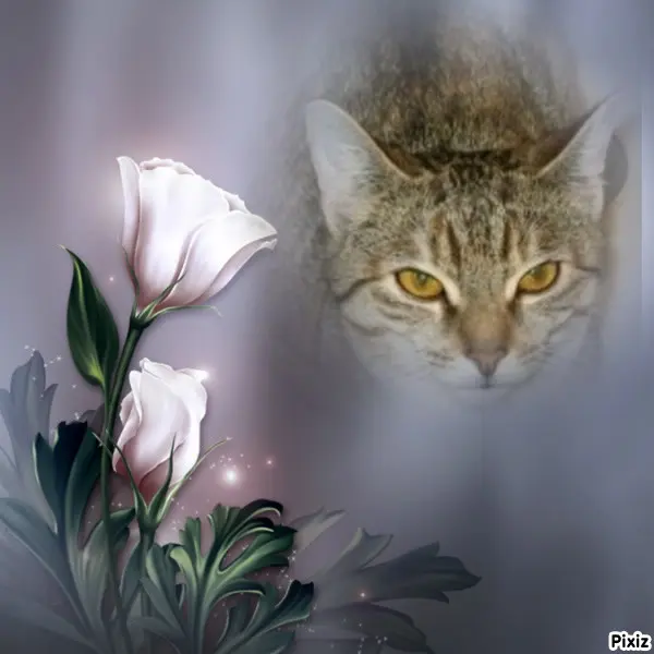 Condolence image of Tanja mit Timmy im Herzen