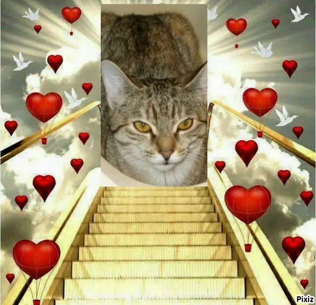 Condolence image of Tanja mit Timmy im Herzen