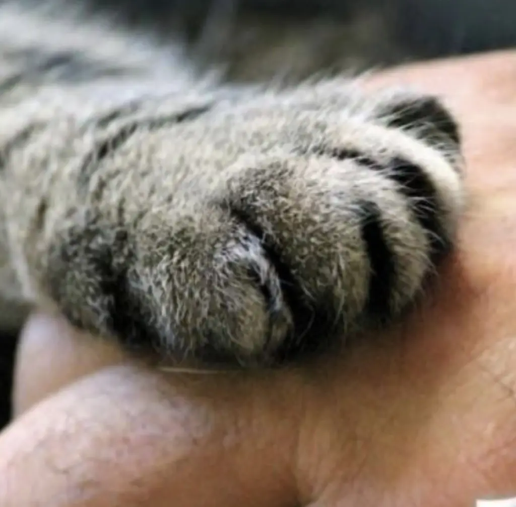 Condolence image of An Marple und Mama Elisabeth 