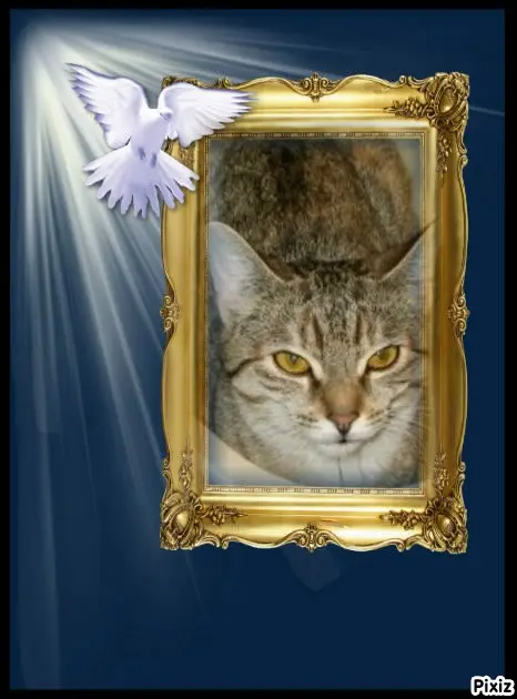 Condolence image of Tanja mit Timmy im Herzen 