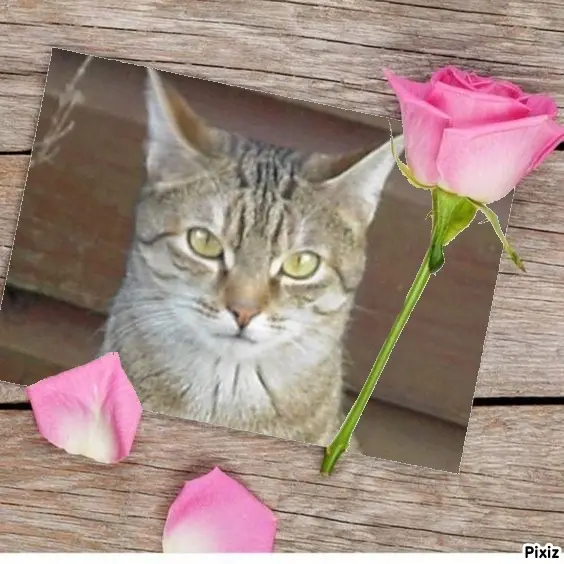 Condolence image of Sternchenpost ⭐