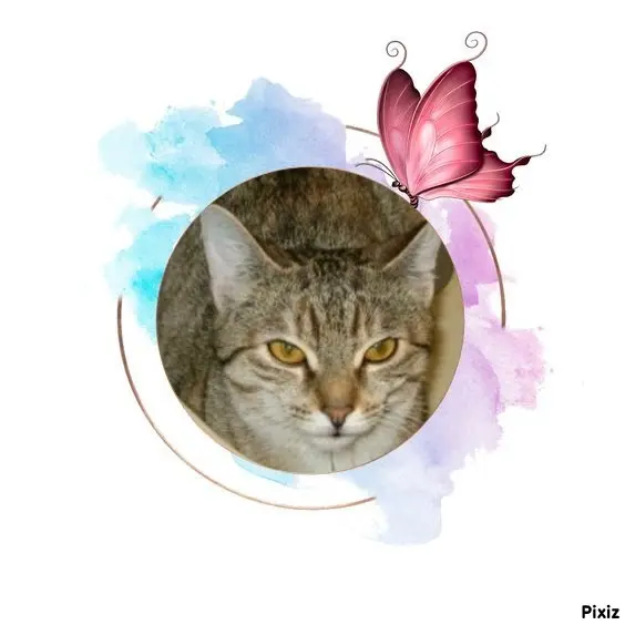 Condolence image of Tanja mit Timmy im Herzen 