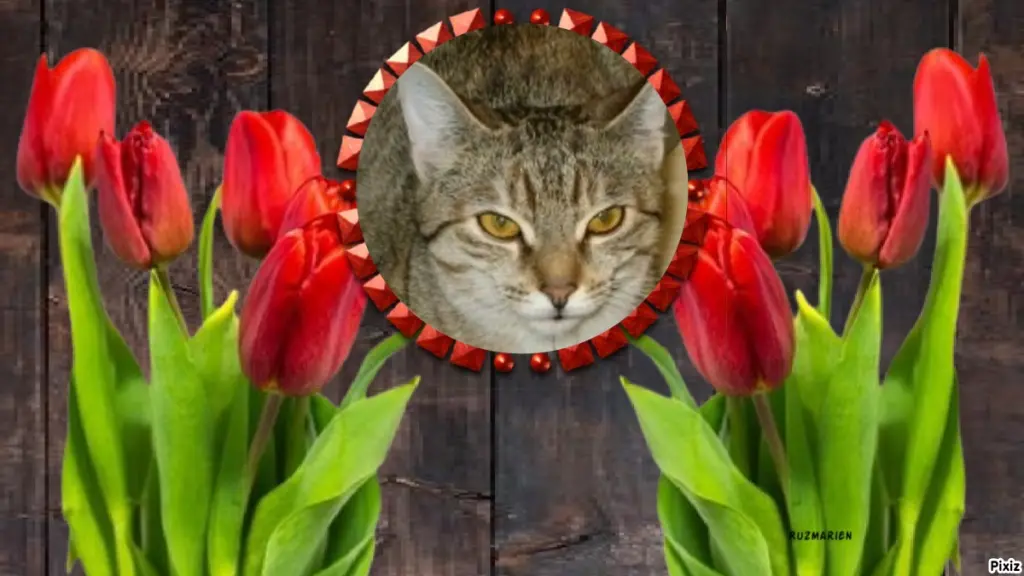 Condolence image of Tanja mit Timmy im Herzen 