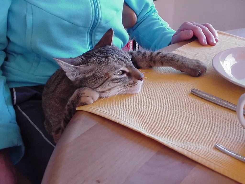 Condolence image of an meine Seelenkatze 