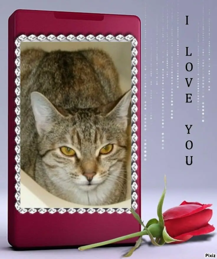 Condolence image of Tanja mit Timmy im Herzen