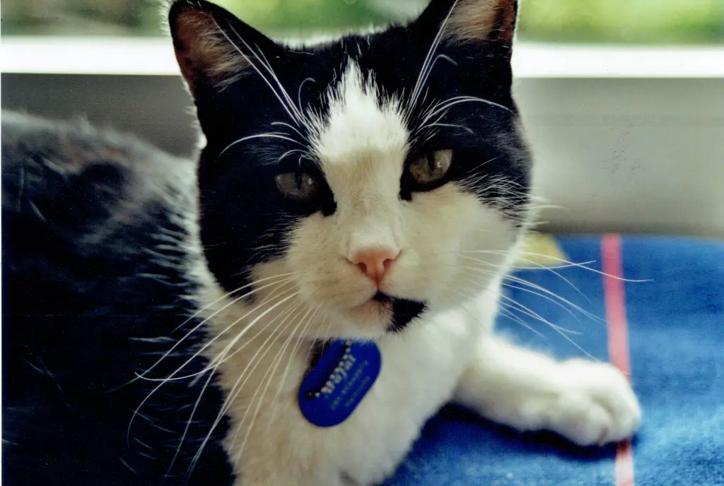 Condolence image of an mein Marpeli