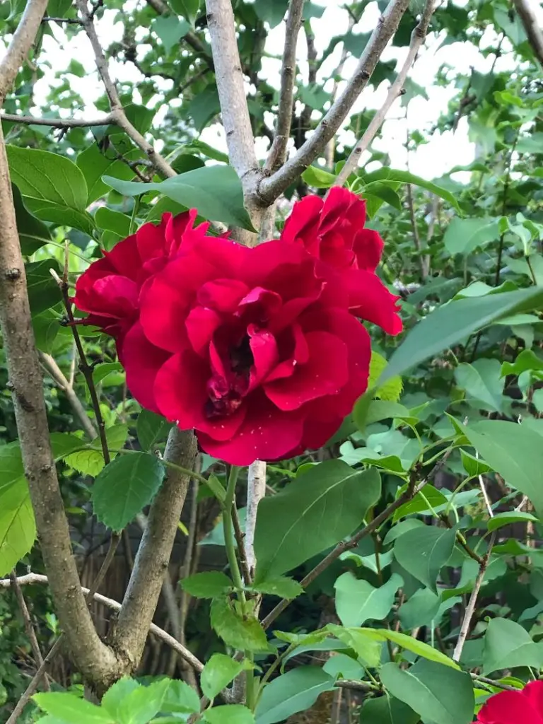 Condolence image of Rosen für Marple