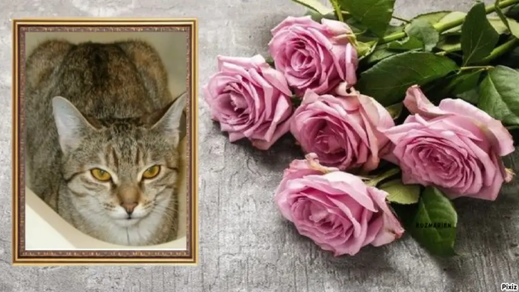 Condolence image of Tanja mit Timmy im Herzen