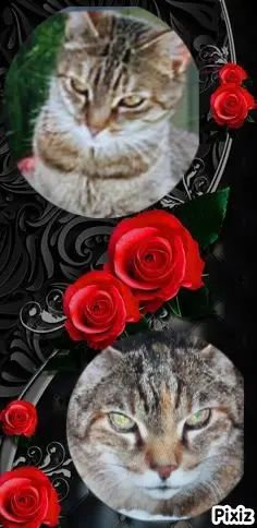 Condolence image of Für das kleine Sternchen Marpelchen ♥️