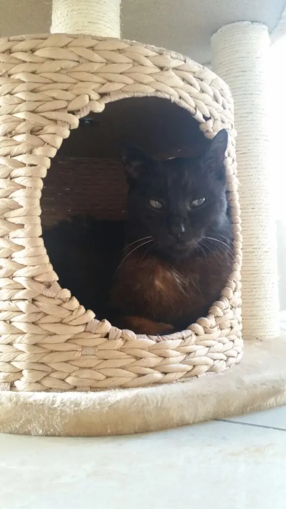 Condolence image of Sonja an Marpeli