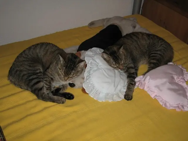 Condolence image of Gute Nacht, mein Engel