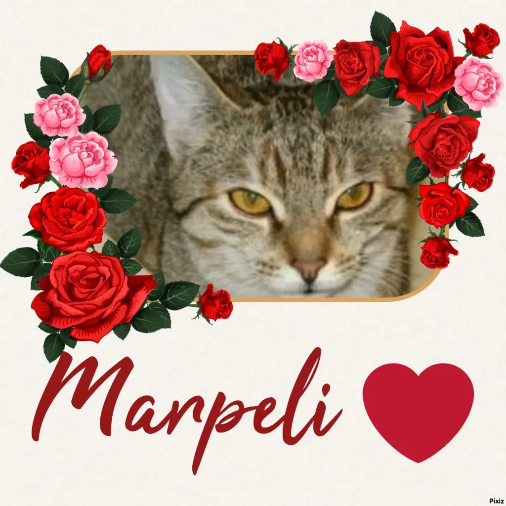 Condolence image of Tanja mit Timmy im Herzen 