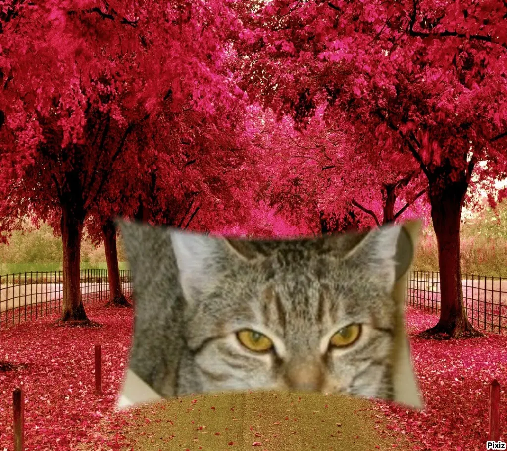 Condolence image of Tanja mit Timmy im Herzen 