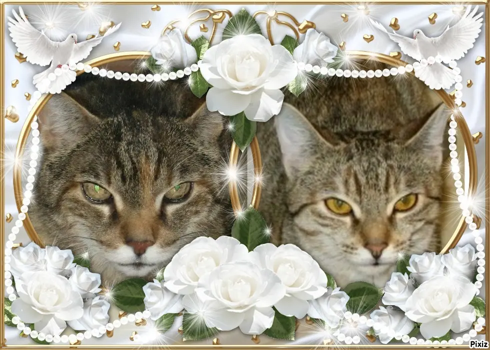 Condolence image of Tanja mit Timmy im Herzen 