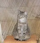 Condolence image of an mein geliebtes kleines Mädchen