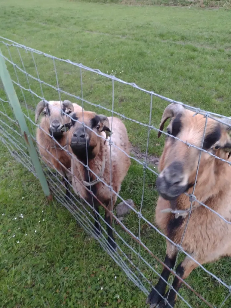 Condolence image of Corinna mit Emma, Pummelchen und anderen Sternlein im ❤️