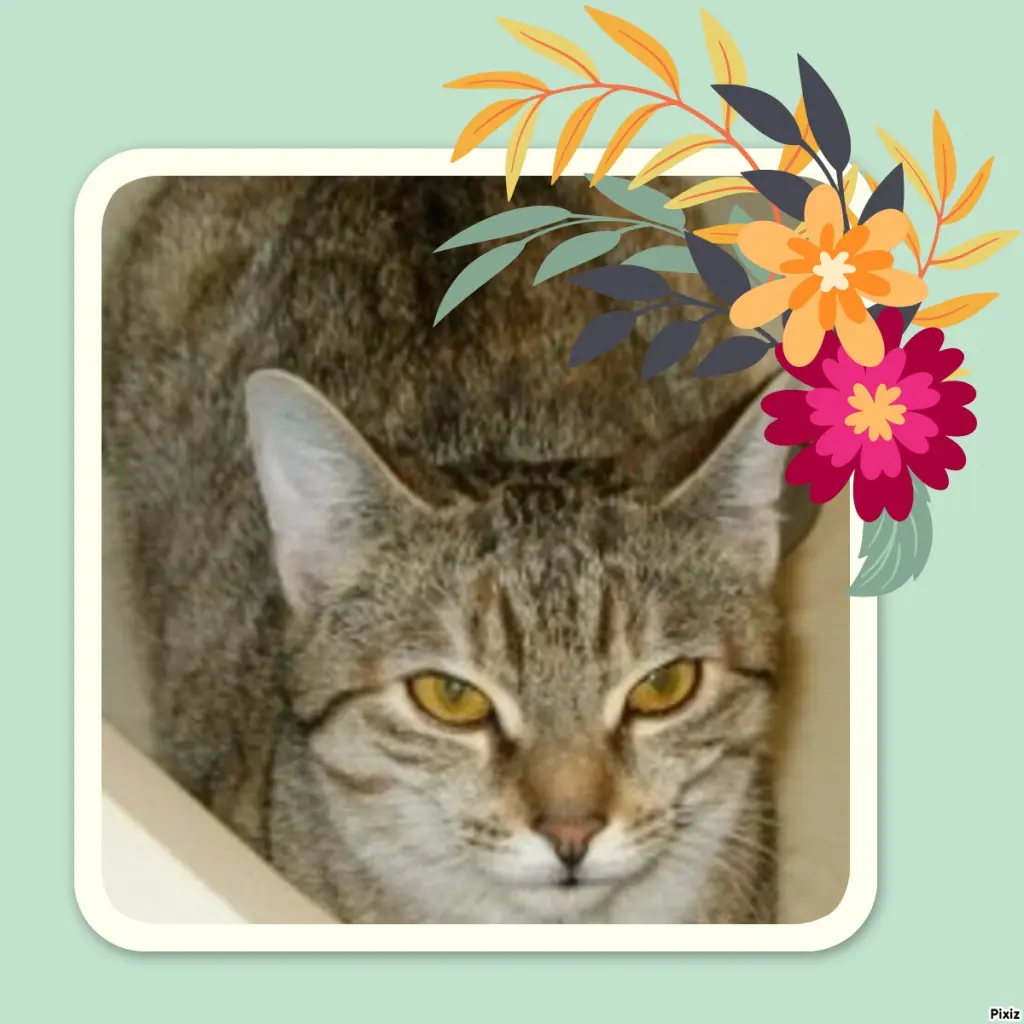 Condolence image of Tanja mit Timmy im Herzen 