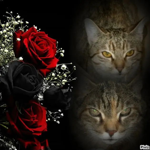 Condolence image of Tanja mit Timmy im Herzen