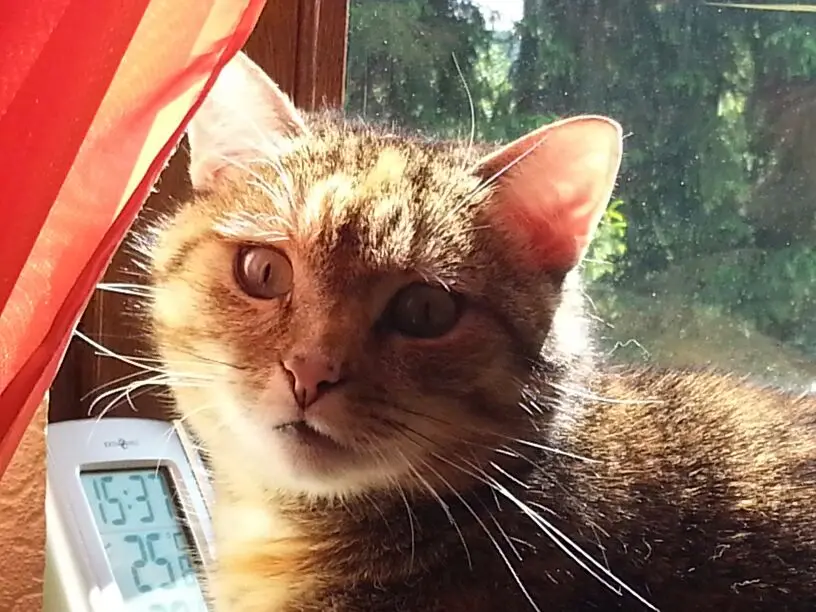 Condolence image of Pauline an Marpeli ❤️