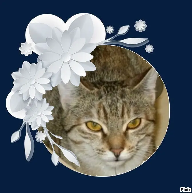 Condolence image of Tanja mit Timmy im Herzen