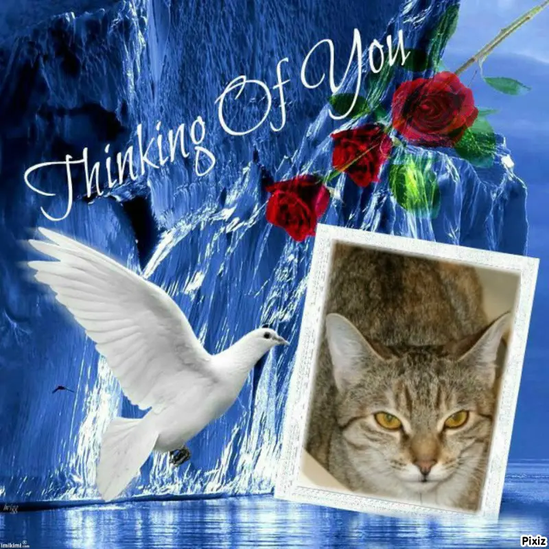 Condolence image of Tanja mit Timmy im Herzen