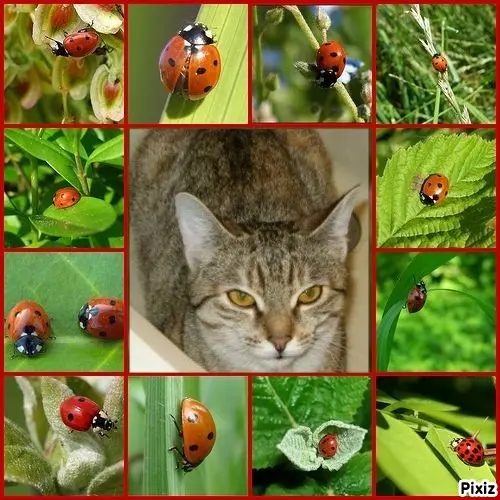 Condolence image of Tanja mit Timmy im Herzen