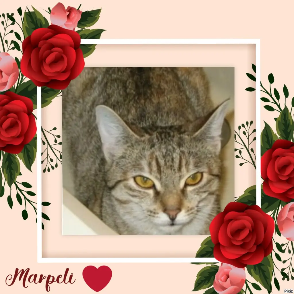 Condolence image of Tanja mit Timmy im Herzen 