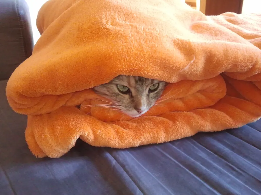 Condolence image of Pauline an ihre Freundin Marple ❤️