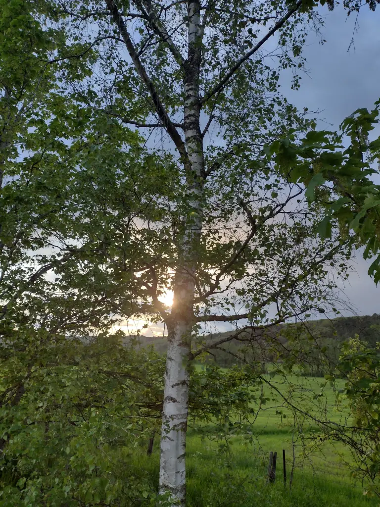 Condolence image of Corinna mit Emma, Pummelchen und anderen Sternlein im ❤️