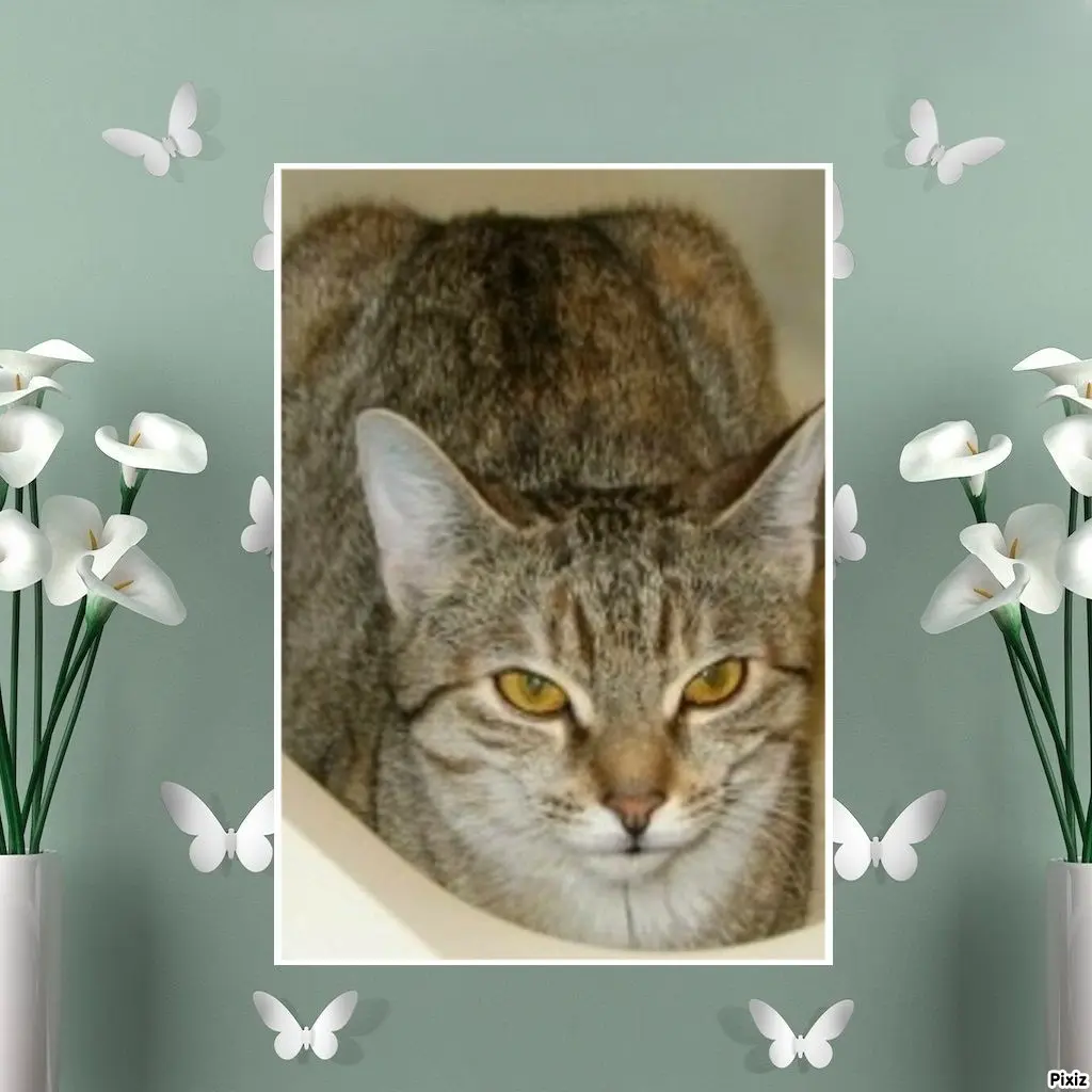 Condolence image of Tanja mit Timmy im Herzen 