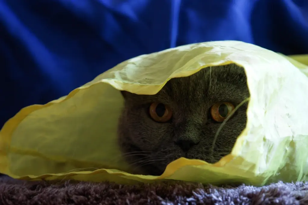 Condolence image of Für Marpelchen ❤️