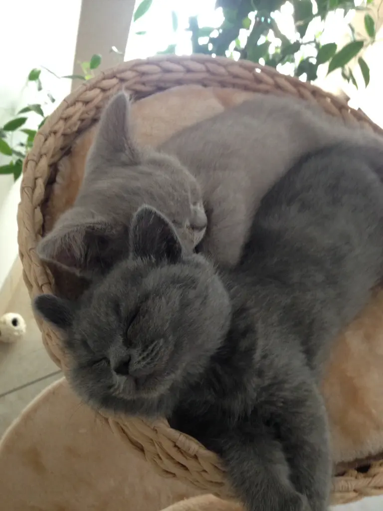 Condolence image of An Marpeli